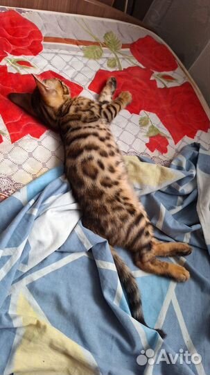 Бенгальская