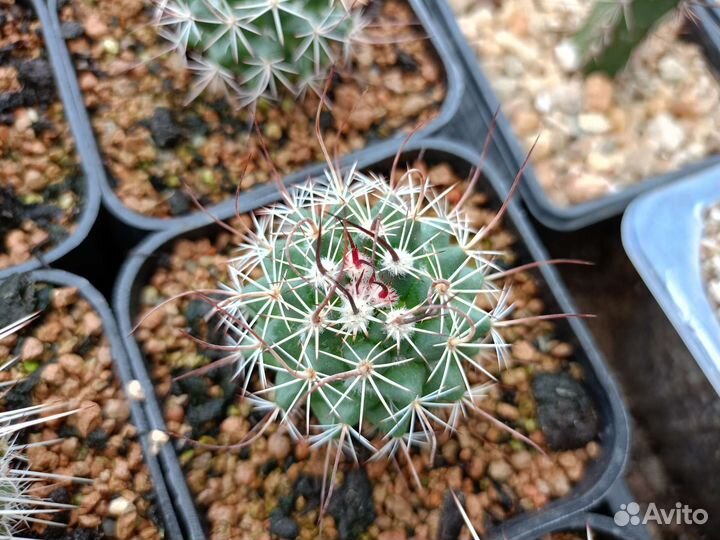 Кактус. Mammillaria johnstonii
