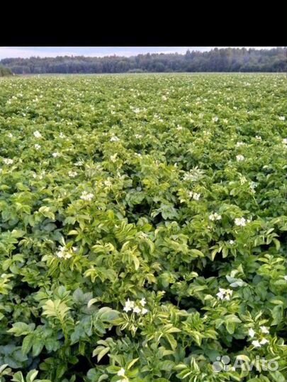 Картофель от производитель оптом И В розницу