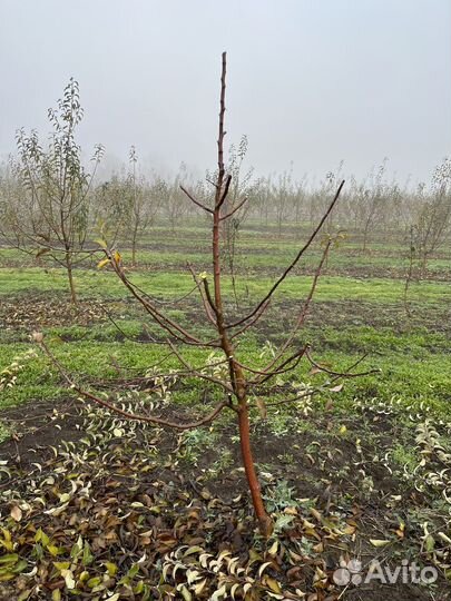 Обрезка деревьев