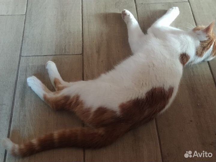 Котёнок