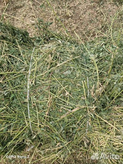 Люцерна сено