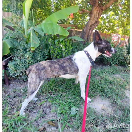 Собака 7 кг ищет дом