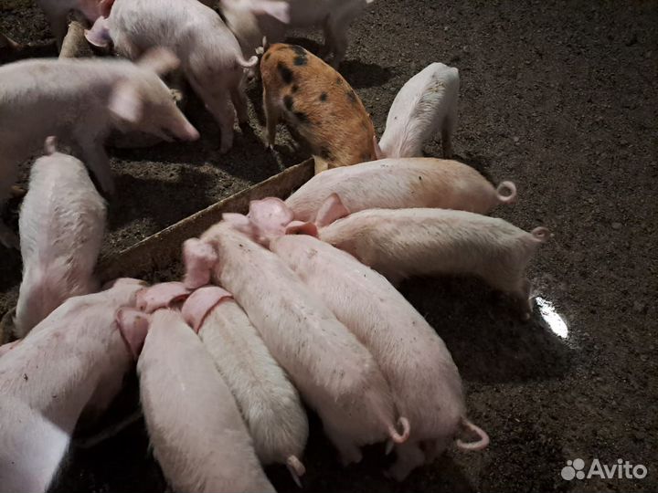 Поросята