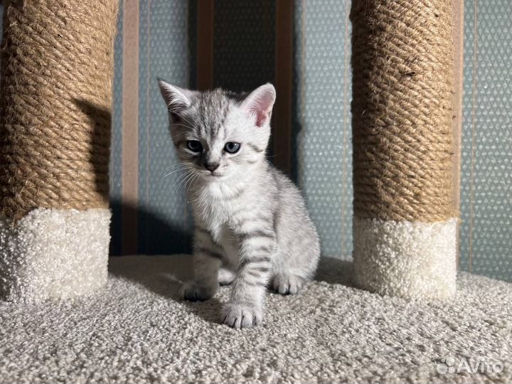 Британские котята