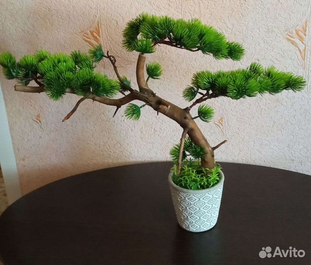 Дерево бонсай