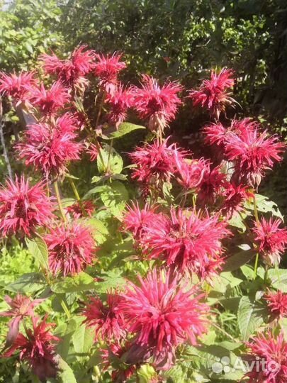 Астильба, гортензия, монарда, гвоздика перистая