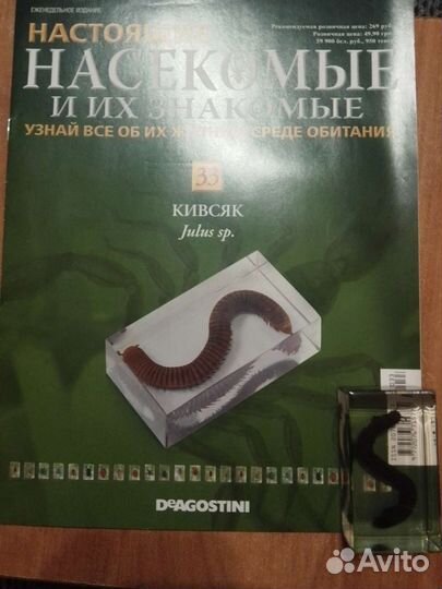 Насекомые и их знакомые. Кивсяк