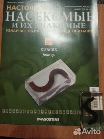Насекомые и их знакомые. Кивсяк