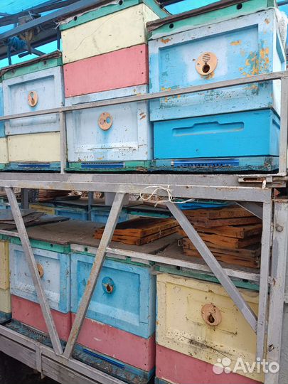 Продается пасека