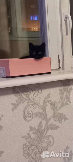 Черный котенок девочка