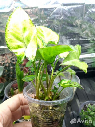 Комнатные растения