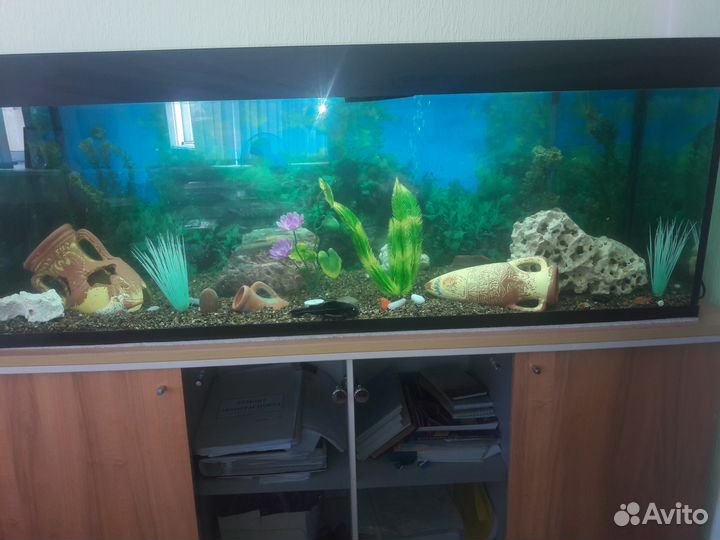 Аквариум-Обслуживание-Чистка-Дизайн-Продажа-Ремонт