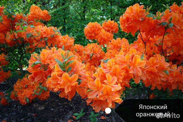 Рододендрон саженцы