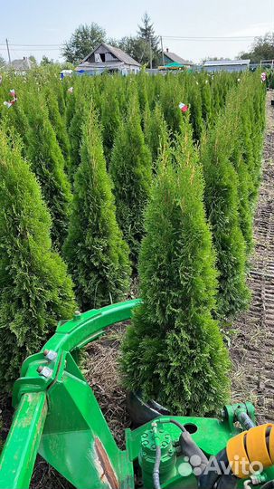 Саженцы Туя западная Смарагд