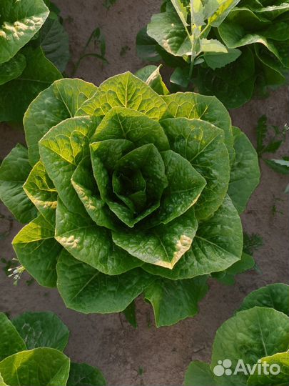 Салат Айсберг