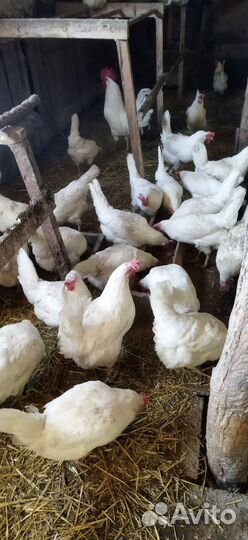 Инкубационное яйцо леггорн