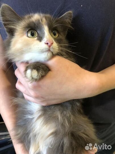Котёнок девочка в добрые руки