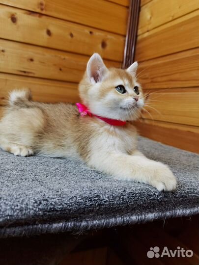 Британская золотая девочка