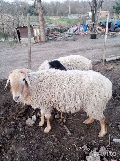 Англо нубийский козел