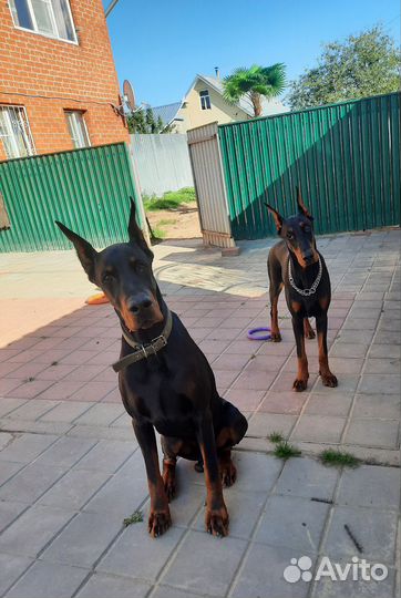 Зооняня. Передержка животных