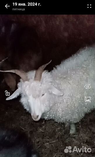 Ангорские козы, баран меринос