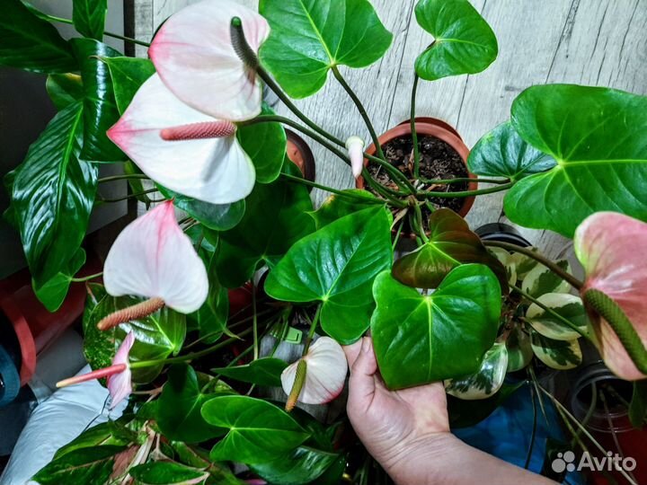 Комнатные цветы.Обновлен 1.11