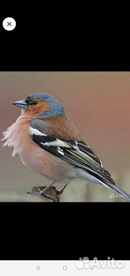 Чижи щеглы певчие птицы
