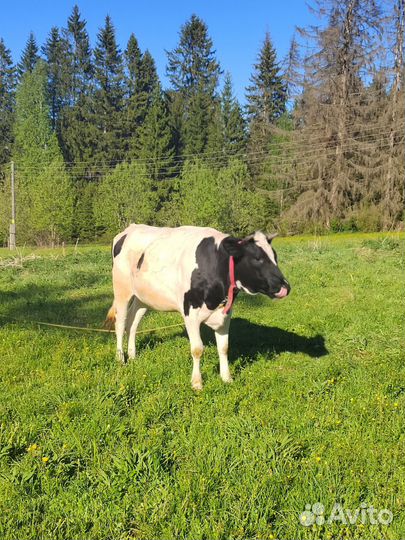 Телки стельные