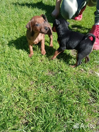 Щенки цвергпинчера