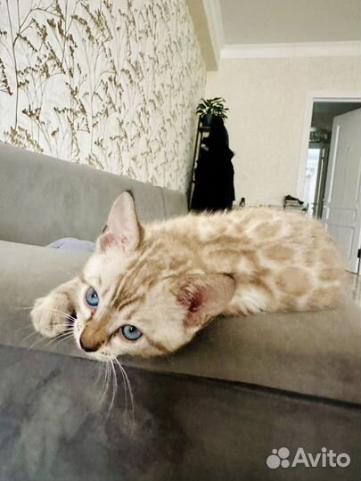 Бенгальская снежная девочка