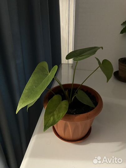 Комнатные цветы