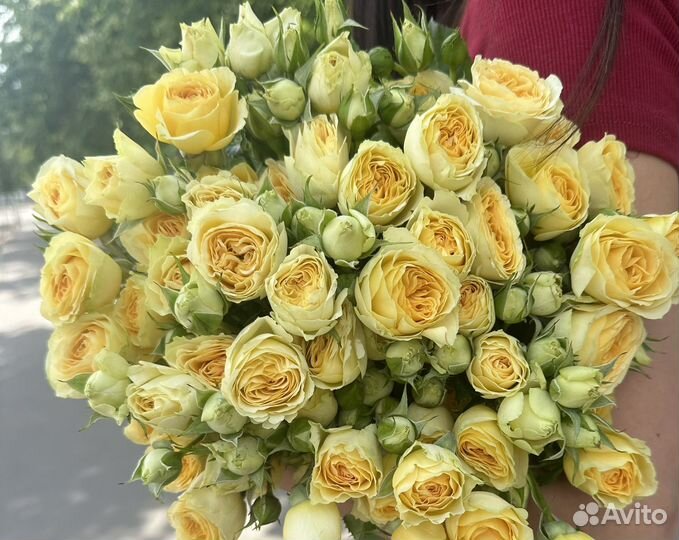 Роза кустовая