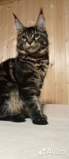 Мейн-кун девочка