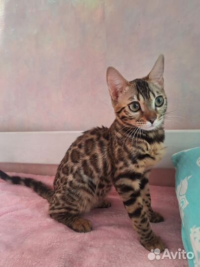 Бенгальская королева красоты