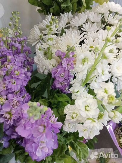 Гипсофила букет на день учителя