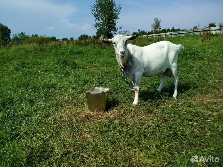 Козел на вязку