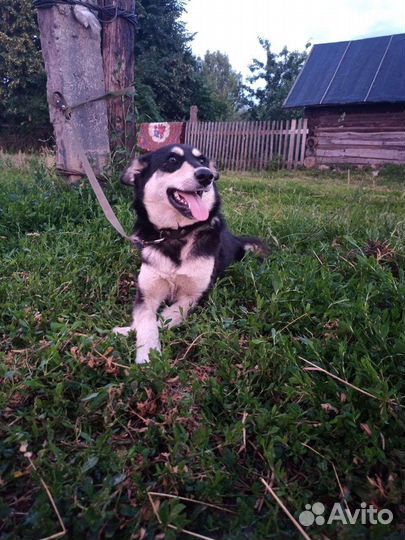 Сибирский хаски