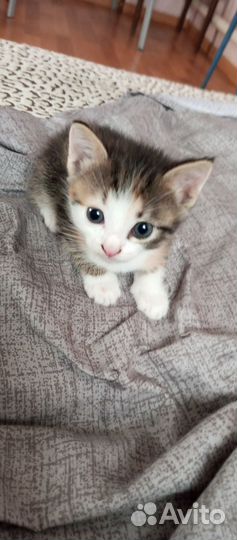 Отдам котенка трёх цветная девочка