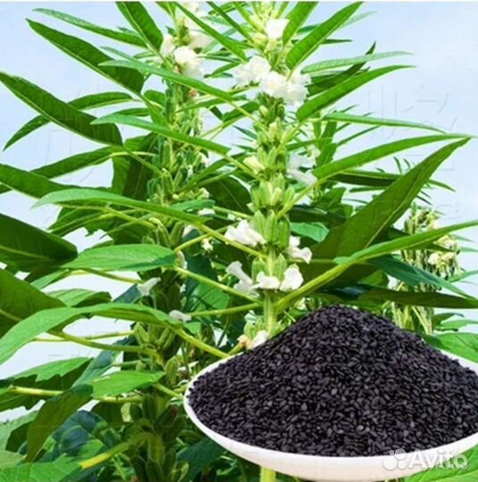 Чай,Бадьян,Кунжут чёрный семена