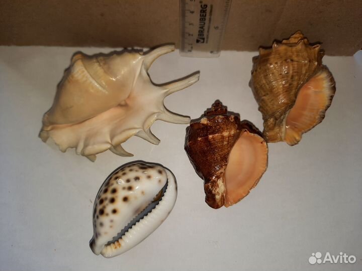 Ракушки декоративные