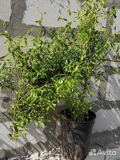 Ива извилистая (кудрявая) осталось 2шт