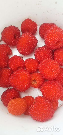 Малина тибетская саженцы