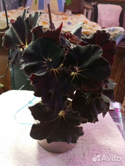 Бегонии мамба черная,тигровая,королевская