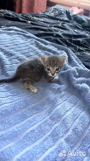 Простые котята
