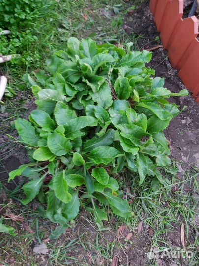 Примула фиолетовая