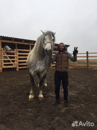 Перевозки лошадей