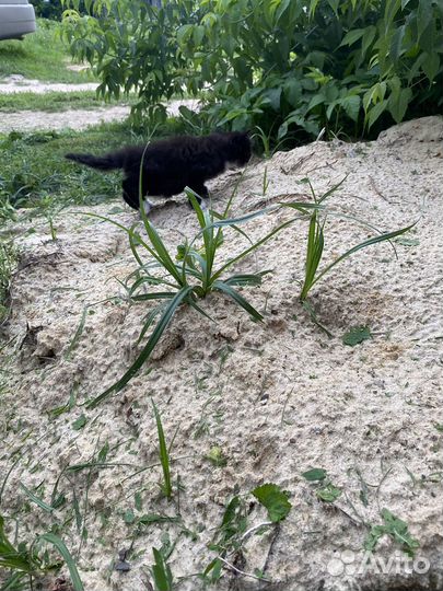 Отдам котенка