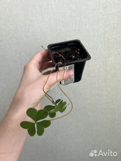 Оксалис перуанская