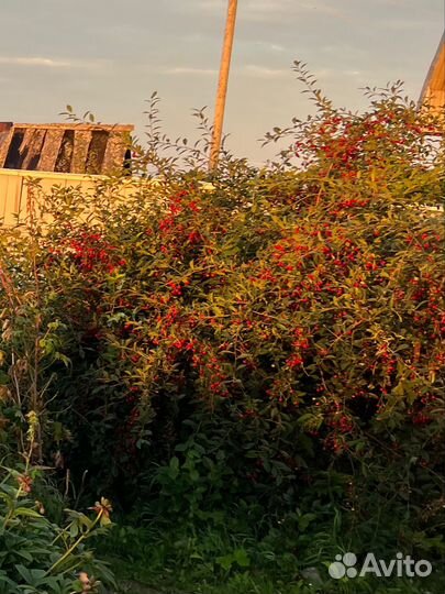 Кусты вишни